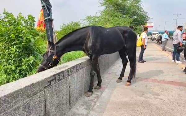 घोड़े नें ली बाइक सवार युवक की जान, घोड़े की लात के बाद सड़क पर गिरा, पीछे से आई बस ने कुचला